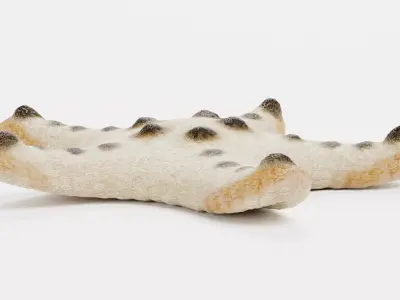 -Chocolate Chip Starfish - Rigged- 3D model