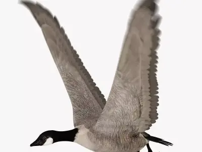 Goose ANIMATED 3D model