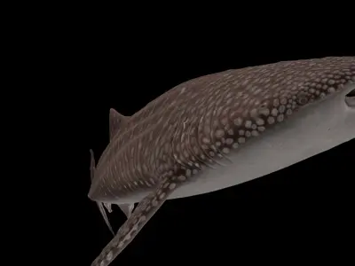 Injured Whale Shark Free low-poly 3D model