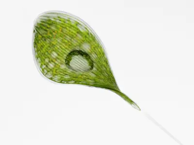 Phacus rigged Low-poly 3D model