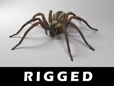 Wolf Spider Low-poly 3D model