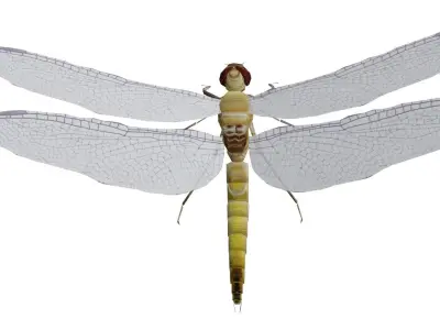 Low poly dragonfly Low-poly 3D model