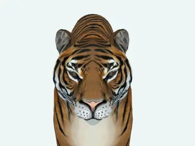 Siberian Tiger 3D model