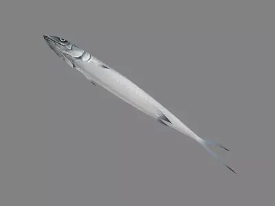 Cartoon Pacific saury Low-poly 3D model