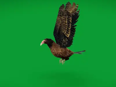 Turkey Black Vulture Low-poly 3D model