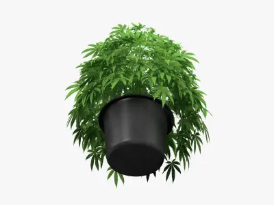 Cannabis Plant in a Pot 3D model