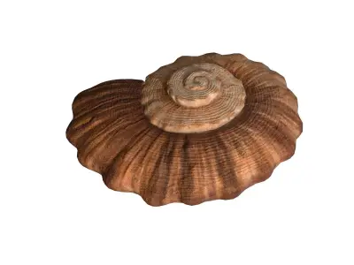 Photorealistic lowpoly shell  Low-poly 3D model