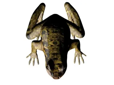 Frog 3D model 3D model