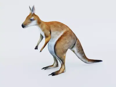Kangaroo Free 3D model
