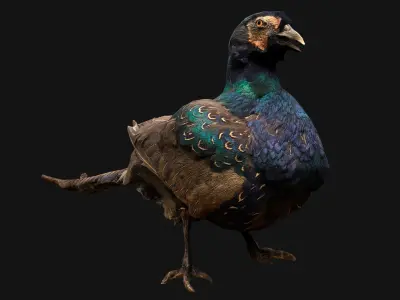 Birds set  Swan Ducks Pheasant Low-poly 3D model