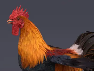 Rooster 3D model 4
