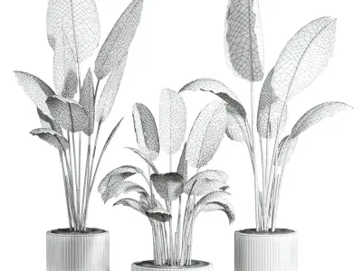 Bird of pradaise plants 3D model