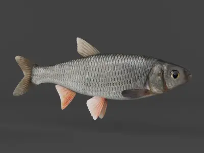 Fish Dace 3D model