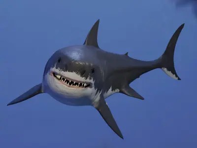 White Shark Animated OldModel Low-poly 3D model