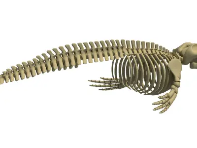 Detailed Whale and Dolphin Skeleton 3D model