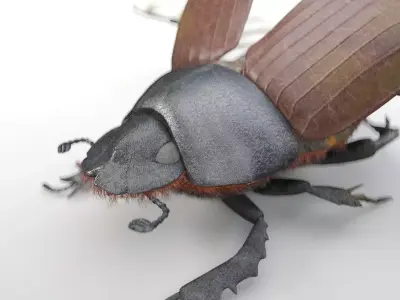 Dung Bettle insect Low-poly 3D model