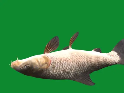 Barbeel Fish Low-poly 3D model