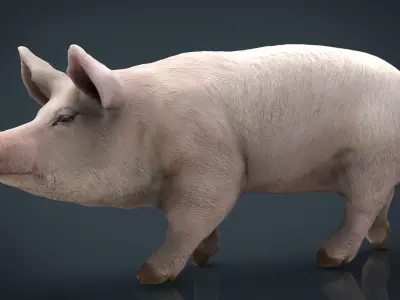 Realistic Pig Low-poly 3D model