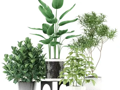 Plants collection 118 3D model
