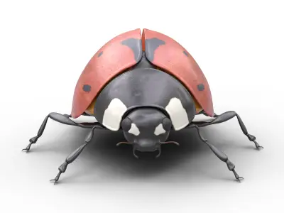 Ladybug Coccinella Low-poly 3D model