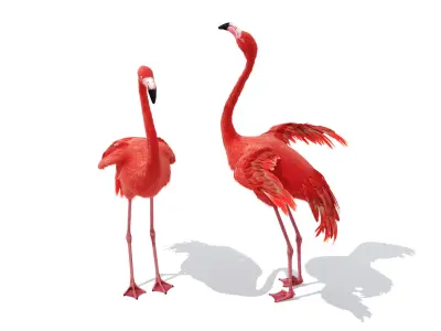 Flamingo two flamingos 3D model