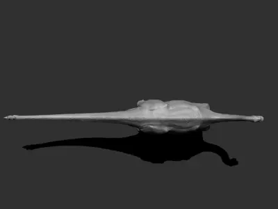 3D Shunosaurus dinosaur Low-poly 3D model