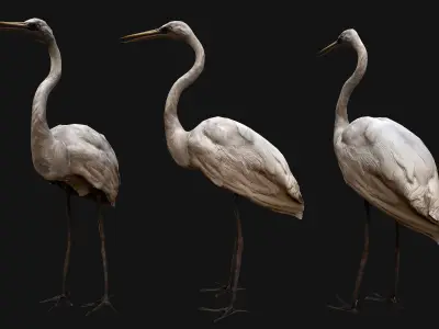 Heron Bird Low-poly 3D model