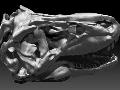 Dinosaur Tyrannosaurus Rex SUE Skull Set 3D model
