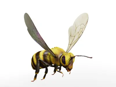 Detailed Animated Buzzing Honey Bee  3D model