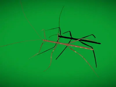 Giant Insect Stick Low-poly 3D model