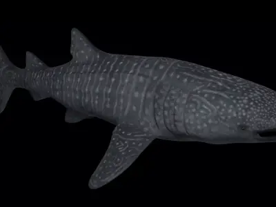 Whale Shark - Rhincodon Typus - Adult Male Low-poly 3D model