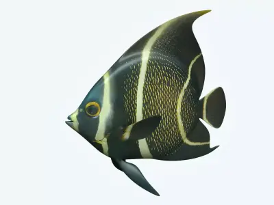 Anglefish 12 3D model