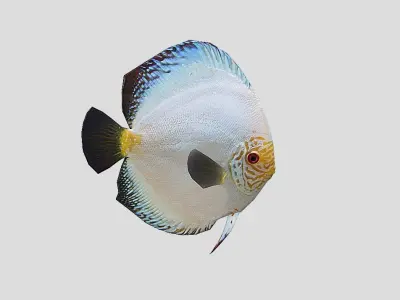 Coral Reef Fish Collection Animated - Game Ready pack 8 Low-poly 3D model