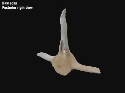 Dolphin vertebra Low-poly 3D model Low-poly 3D model