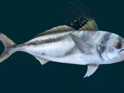 Roosterfish Animated 3D model