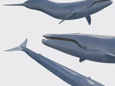 Accurate Blue Whale - 3d animated 3D model