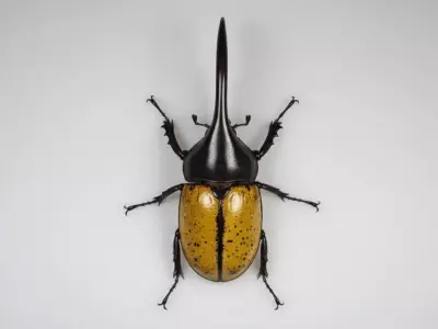 Realistic Hercules Beetle Detailed Insect Horns Glossy Shell Low-poly 3D model