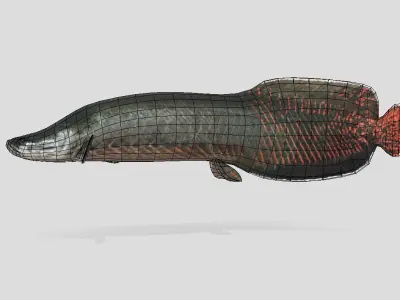 Arapaima Realistic Animated Low-poly 3D model