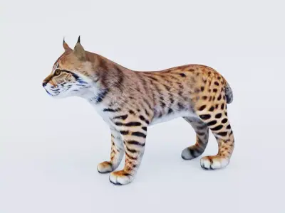 Lynx Animal Free 3D model purchase