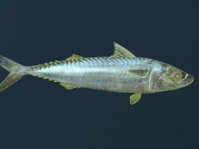 Mackerel fish in ocean Low-poly 3D model