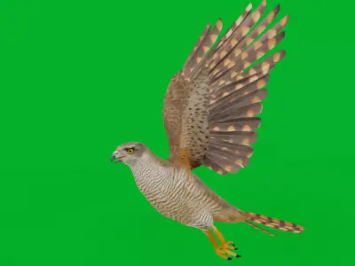 Eurasian Goshawk Bird Low-poly 3D model