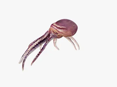 Octopus Free 3D model