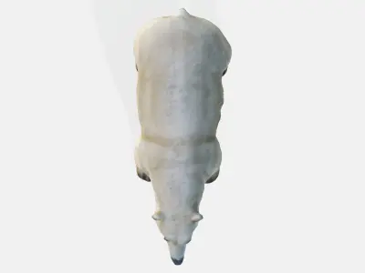 A large white polar bear standing  3D model