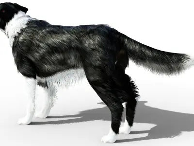Border Collie Dog Fur And Rigged Low-poly 3D model