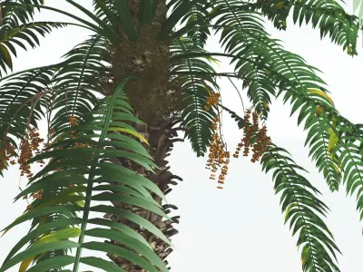 EVERYPlant Date Palm 1 --16 Models-- 3D model