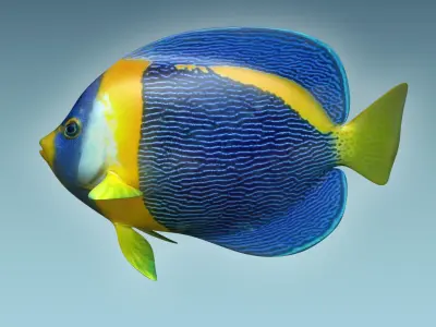 Anglefish 8 angelfish 3D model