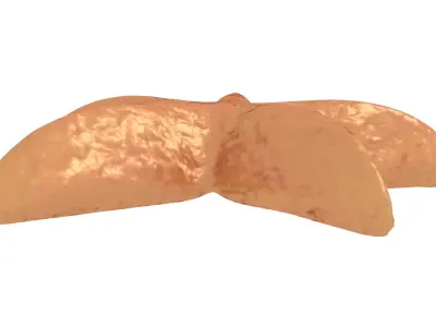 Starfish Rigged 3D model