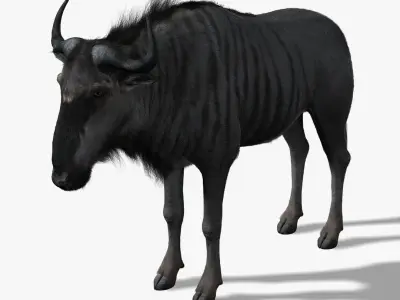 Wildebeest (FUR) (RIGGED) 3D model