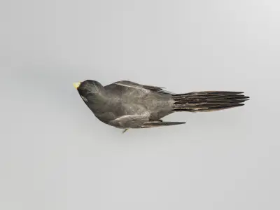 BLACK BIRD RIGGED 3D model