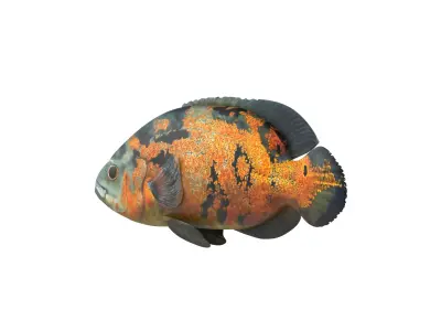 Fish Collection 3D model